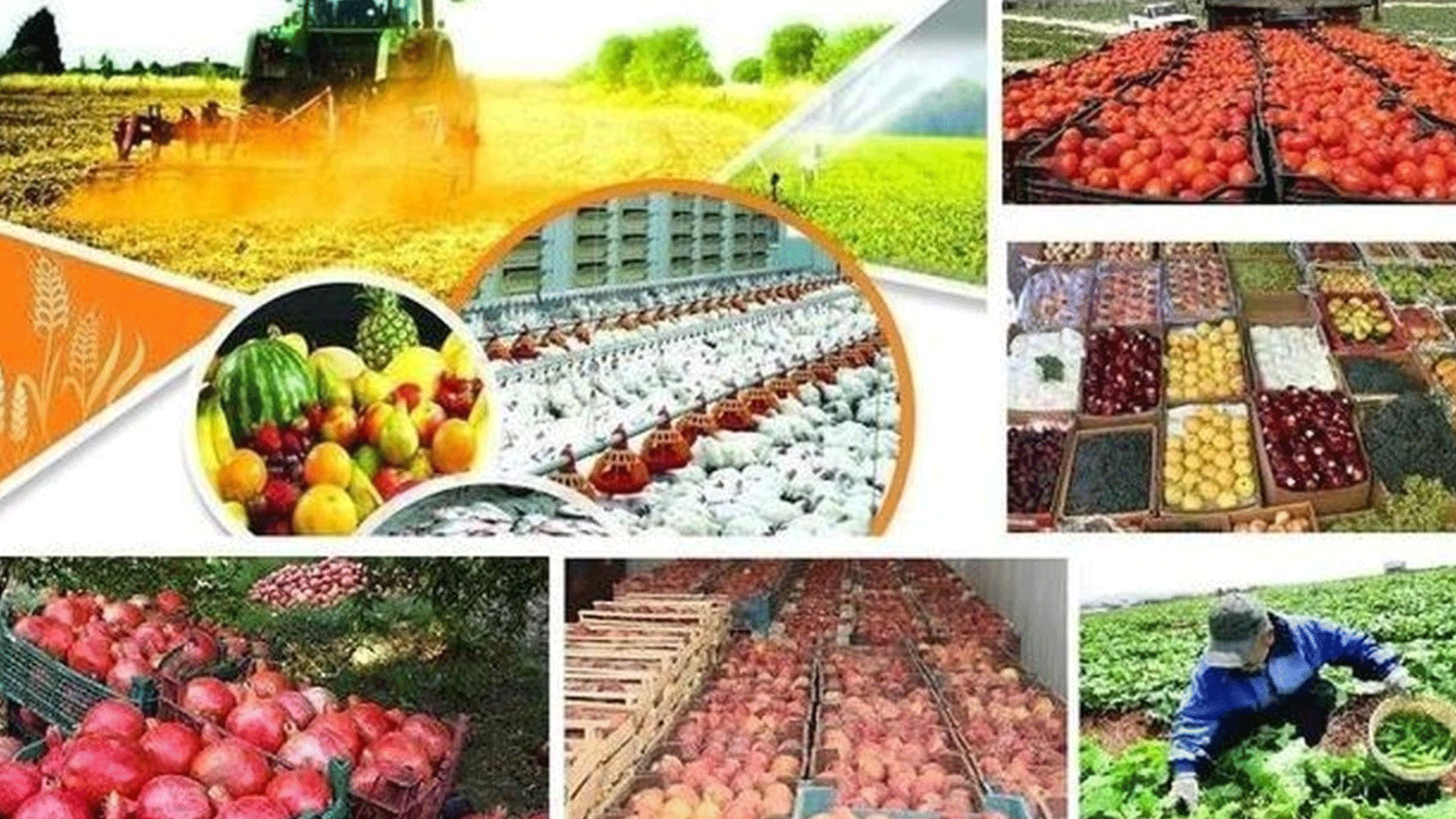 Iran’s-agriculture-and-foodstuffs